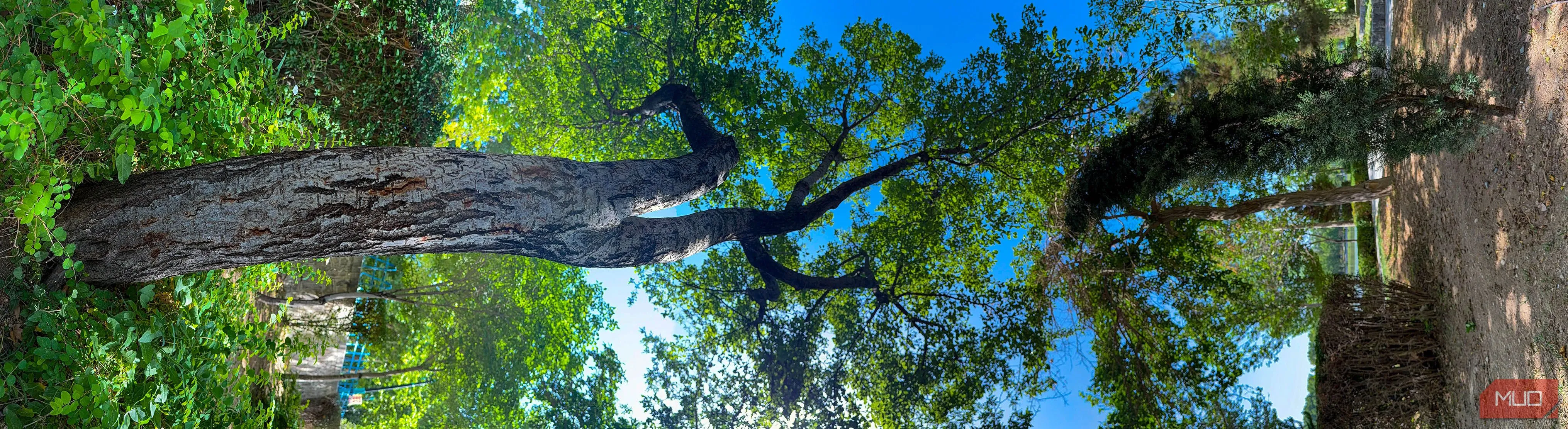 Ảnh panorama dọc của cây cối trong công viên được xoay ngang