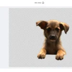 Canva Magic Eraser giúp xóa vật thể không mong muốn trong ảnh