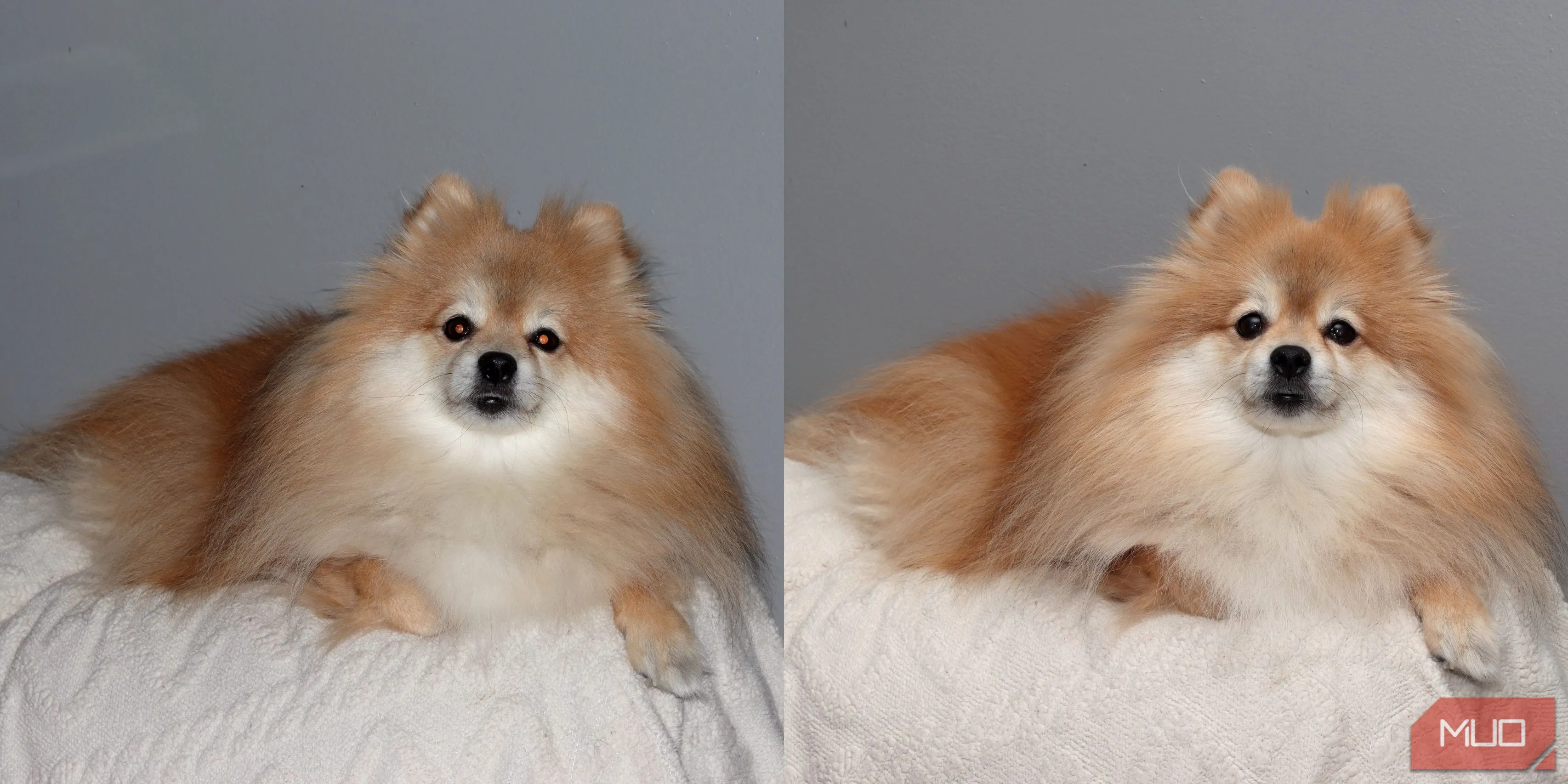 So sánh ảnh chân dung chó Pomeranian: bên trái chụp bằng flash tích hợp gây mắt đỏ, bên phải dùng Godox VING flash cho ánh sáng đều và tự nhiên hơn