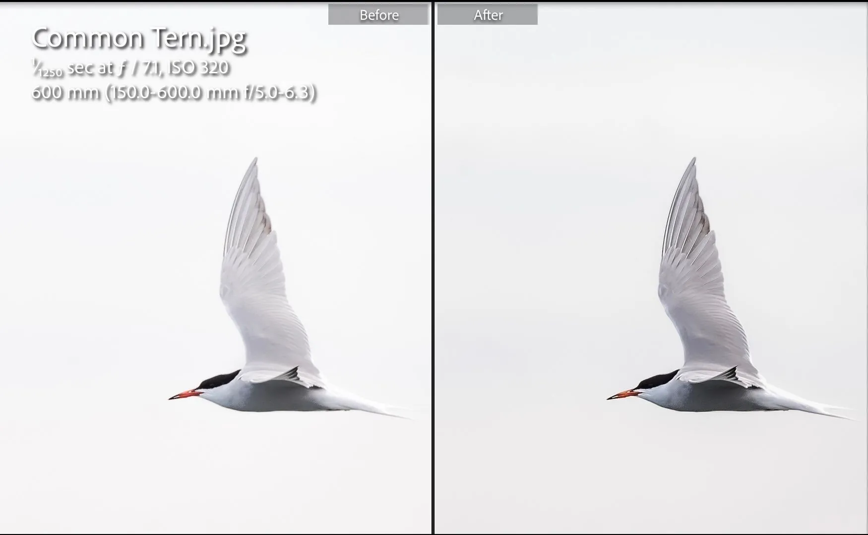 So sánh ảnh chim nhạn biển trước và sau chỉnh sửa theo gợi ý của ChatGPT trong Lightroom